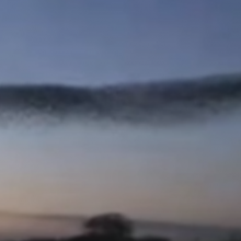 Massachusetts Institute of Technology video - image of birds flocking