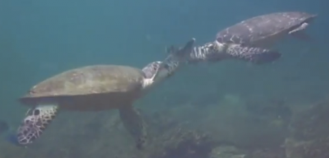 Turtle high five