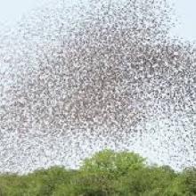 Image of bird flock from linkedin.com