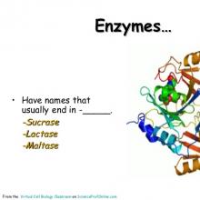 Image of enzyme from www.slideshare.net
