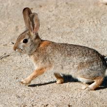 Desert Cottontail against tan background - wikimedia
