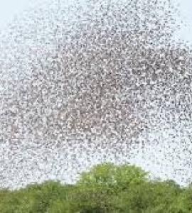 Image of bird flock from linkedin.com