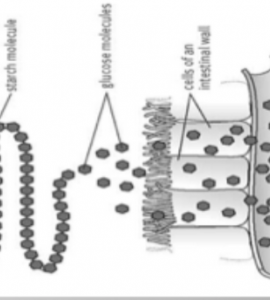 Image of sugar moving into bloodstream from MIT Biograph materials