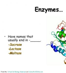 Image of enzyme from www.slideshare.net