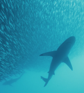 Tiburón en medio de un cardumen de peces en el fondo del océano