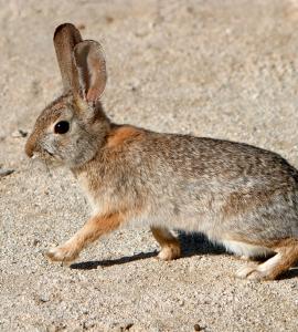 Desert Cottontail against tan background - wikimedia